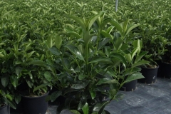 Viburnum lucidum 